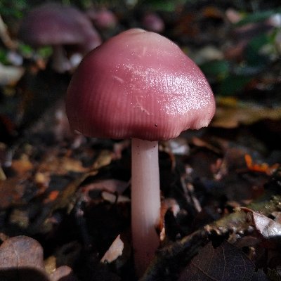 Profile Picture of Edward Breen (@Ed_likes_beer) on Twitter