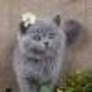 Profile Picture of Shimaa Sayed (@194980867) on Myspace