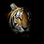 Profile Picture of Frank Gabler (@frankgabler777) on Instagram
