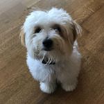 Profile Picture of Lori Stommel-Gandhi (@hashtaghayhay) on Instagram