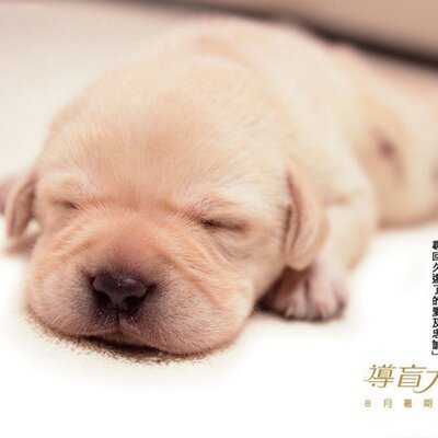 Profile Picture of KaLuiWong (@KaLuiWong) on Twitter