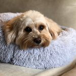 Profile Picture of Bobbie Taylor (@bobbiethecavachontaylor) on Instagram