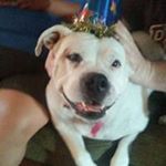 Profile Picture of Dee Dee Ball (@deedee.ball) on Instagram