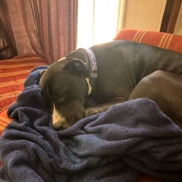 Profile Picture of Lori Mcconnell (@undertheslab) on Poshmark