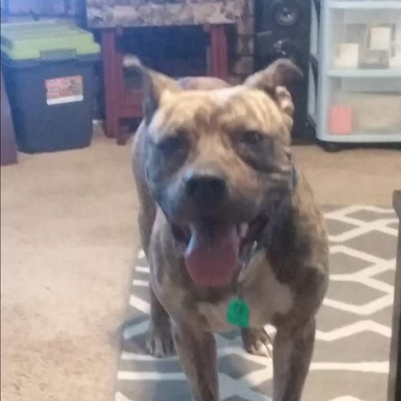 Profile Picture of Tracey Hudson (@michl73) on Poshmark