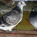 Profile Picture of Robert Mc Nally (@mcnally_robert) on Instagram