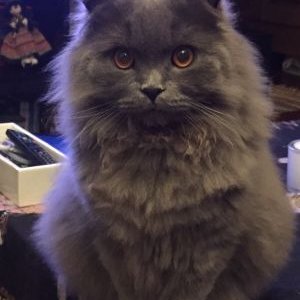 Profile Picture of Luz Torrez (@luztorrez1996) on Twitter