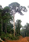 Profile Picture of Sapeleon Wikipedia