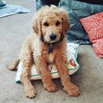 Profile Picture of Floyd Brooks (@floydthegoldendoodle) on Instagram