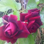 Profile Picture of Daniela Silletti (@sillettidaniela) on Instagram