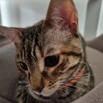 Elizabeth Taylor James - Instagram Profile Picture of Elizabeth Taylor James (@lizzie.james22) on Instagram