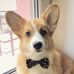 Profile Picture of Michael Corgi (@michael.corgi.58) on Facebook