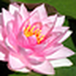 Profile Picture of Lindy Losowski (@llosowski) on Flickr