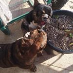 Profile Picture of Michael Chavez (@chewie_and_pepper) on Instagram