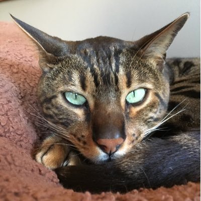 Profile Picture of Stable Genius Steve (@numberone2) on Twitter