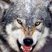 Profile Picture of old wolf (@elmoskalencko2011) on Pinterest