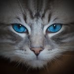 Profile Picture of Casper & Binx | Two Ragdolls (@ragdoll_casper) on Instagram