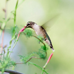 Profile Picture of ArtisticallySavvy (@ArtisticallySavvy) on Flickr