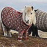 Profile Picture of Dawn Doran (@julylady54) on Flickr