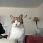 Profile Picture of Laura Carroll (@laura.carroll.877960) on Facebook