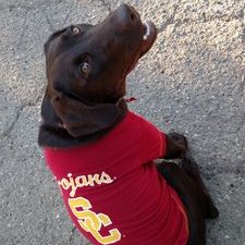 Profile Picture of Todd Whiteman (@ToddWhiteman1) on Twitter