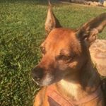 Profile Picture of Steven Pigg (@pigg.steven) on Instagram