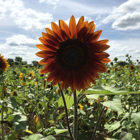 Profile Picture of Wendy Jackson-Giannasi (@wgiannasi) on Pinterest