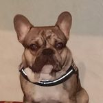 Profile Picture of Christophe Hottois (@christophehottois) on Instagram