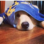 Profile Picture of Joe Mace 🐾 (@joezaomace) on Instagram