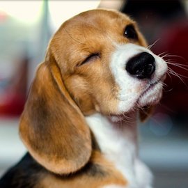 Profile Picture of Peter (@Shad0wBeagle) on Twitter