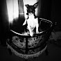 Profile Picture of Joseph Shields (@@SuperUnchainedmelody) on Tiktok