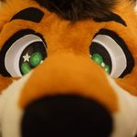 Profile Picture of Felix Fox (@felix.the.fluffy.fox) on Instagram