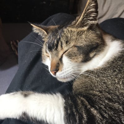 Profile Picture of Margaret Sinclair (@CatPurrMeditate) on Twitter