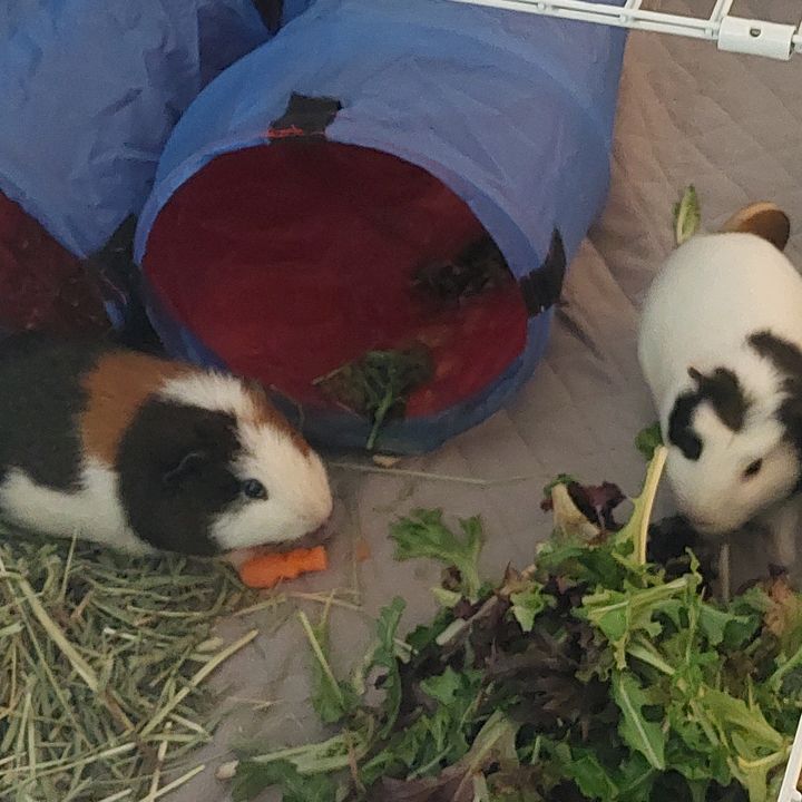 Profile Picture of Michael Kochanowski (@sixcrazypiggies) on Tiktok