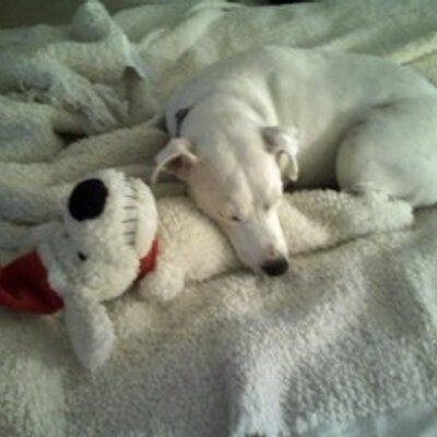 Anthony DeSerio - Twitter Profile Picture of Anthony DeSerio (@@adeserio) on Twitter