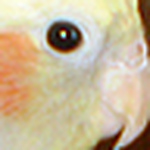 Daniel Bohbot - Flickr Profile Picture of Daniel Bohbot (@danielbohbot) on Flickr