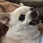Profile Picture of David C Beahm (@davidcbeahm) on Instagram