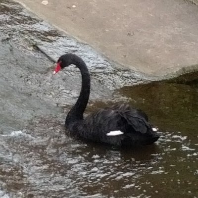 Profile Picture of Chris 'CT' Tracy (@babyloncorner3) on Twitter