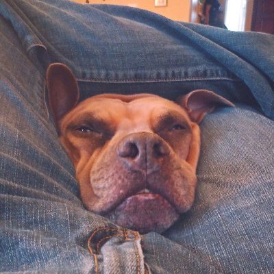 Profile Picture of Michael Vietor (@michael_vietor) on Twitter