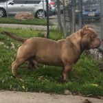 Profile Picture of Jameson Roberts (@nastibullies) on Instagram