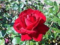 Profile Picture of Rosa 'Ingrid Bergman'on Wikipedia
