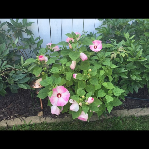 Profile Picture of Janet Francoeur (@rccu1976) on Poshmark