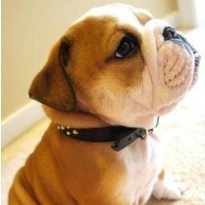 Profile Picture of Mario Montenegro (@fermont16) on Twitter