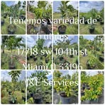 Profile Picture of Fruit Trees (@fruit.trees.892648) on Facebook