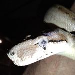 Profile Picture of Daniel Griffis (@danielgriffis537) on Instagram