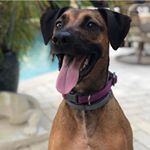 Dixie - Instagram Profile Picture of Dixie (@dixie_thegoodgirl) on Instagram