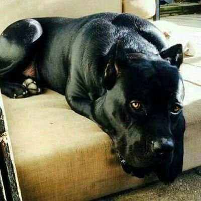 Profile Picture of Sergio Cerna (@cernasergio19) on Twitter