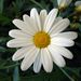 Profile Picture of Kara Roach (@my3roaches) on Pinterest