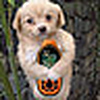 Profile Picture of colin horner (@puppy dawg) on Flickr