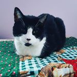 Profile Picture of MARIANNE DIODATO  BRADSHAW (@maribrad2) on Instagram